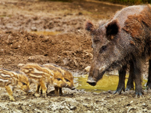 Před rokem vypukla na Zlínsku nákaza afrického moru prasat