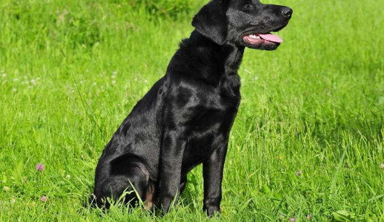 Mladý Marley se zatím zotavuje v budějckém útulku Animal Rescue.