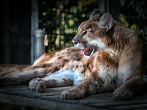 Pumu, která ve čtvrtek utekla ze zooparku, se podařilo chytit