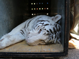 Libereckou ZOO opouští dva malí bílí tygři. Míří do Francie