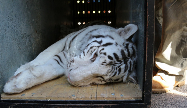 Transport mláďat tygrů.