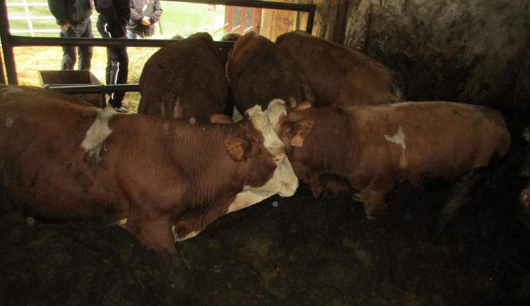 Něco podobného jsme dlouho nezažili, shodují se inspektoři. U Frýdku odhalili další týrání skotu.