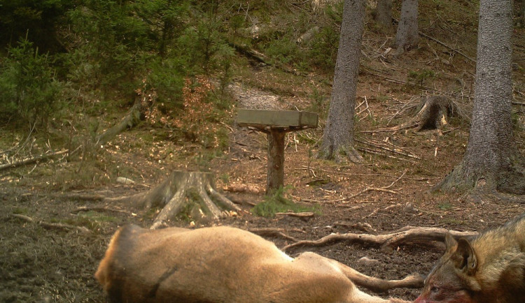 V Lužických horách žijí vlci. Zachytila je fotopast.