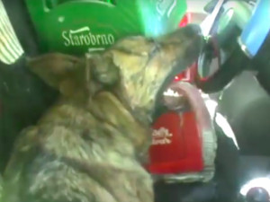 VIDEO: Obušek strážníků zachránil život třem psům uvězněným v uzamčeném vozidle