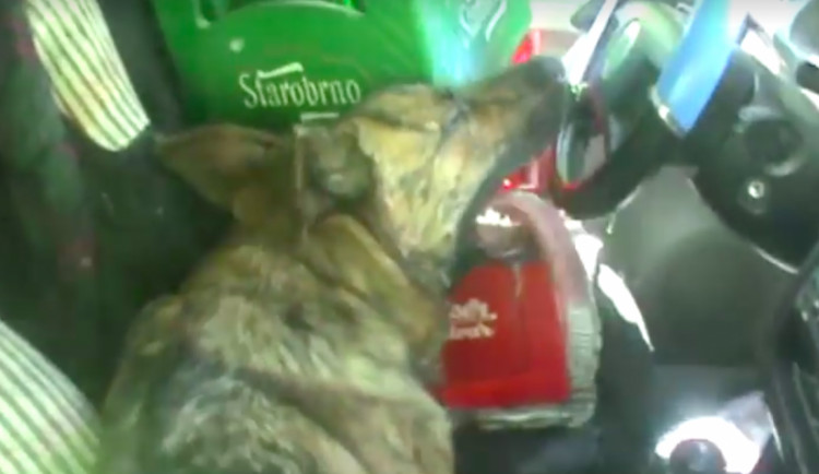 Obušek strážníků zachránil život třem psům uvězněným v uzamčeném vozidle.