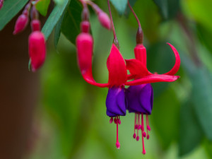 Přes tisíc různých fuchsií uvidíte v těchto dnech v Liberci.