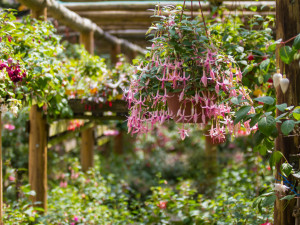 Přes tisíc různých fuchsií uvidíte v těchto dnech v Liberci.