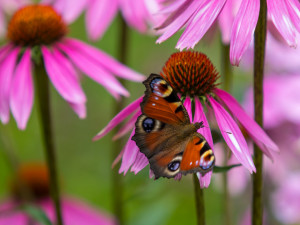 Přes tisíc různých fuchsií uvidíte v těchto dnech v Liberci.