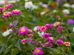 Přes tisíc různých fuchsií uvidíte v těchto dnech v Liberci.