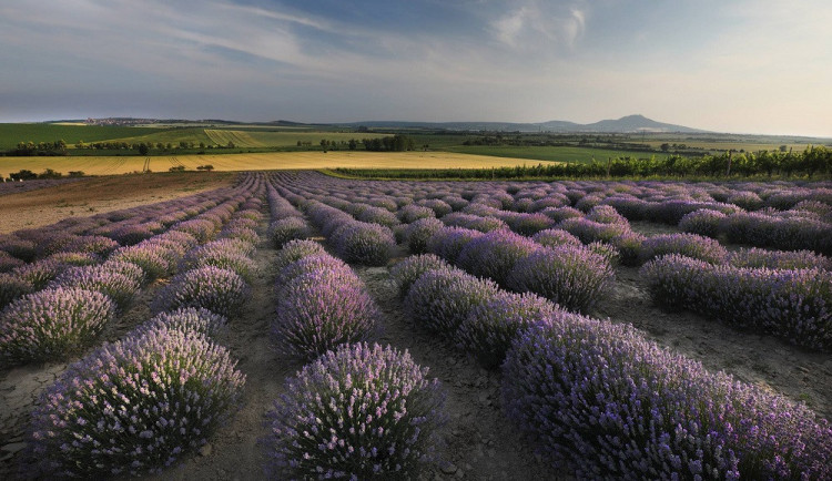 Levandulová farma.