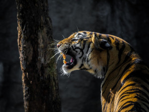 Policie a celníci zasahují kvůli chráněným zvířatům, nejspíš kvůli zabíjení tygrů