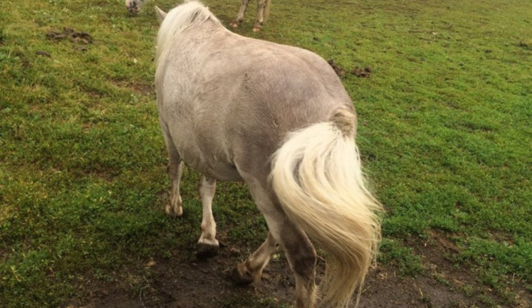 Kauza pomalovaných poníků: Už se to nebude opakovat, zní ze Šiklova mlýna. Personál dostal pokuty a vyhazov.