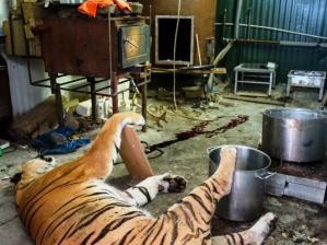 Při zásahu našli tělo tygra.