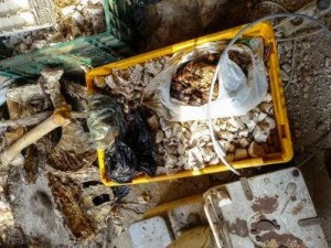 Obrovský nepořádek a smrad.