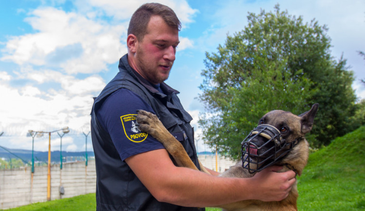 Psovod není zaměstnání ale životní styl, říká o své práci Michal Albani z vězeňské služby.