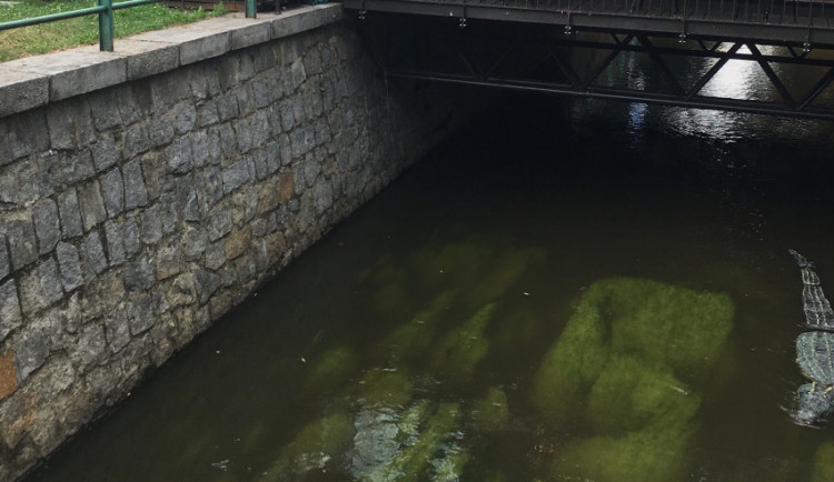 VIDEO: V Mlýnské stoce v Budějcích plave krokodýl a děsí kolemjdoucí