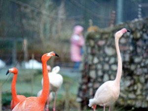 Libereckou zoo trápí nedostatek vody, chystá projekt za 38 milionů korun