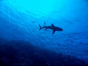 V Egyptě zemřel český turista napadený žralokem