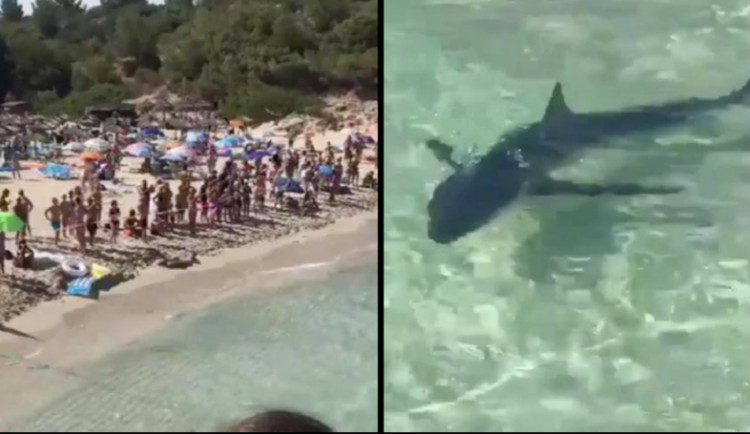Žralok vyděsil turisty na pláži na Mallorce. Zmatené zvíře museli nechat utratit.