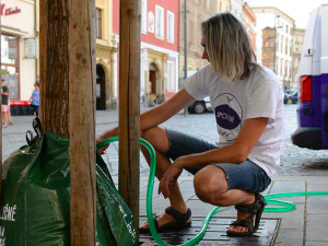 Město kritizuje hnutí spOLečně za přelití stromů v centru. V takovém horku to není možné, reaguje hnutí