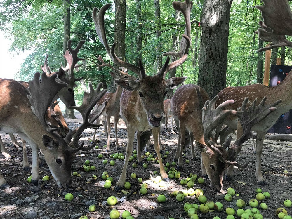 Jablka spadaná ze stromu jsou pro daňky ideální stravou