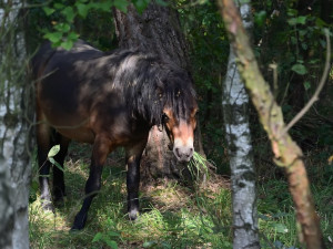  Divocí koně v hradecké lokalitě Na Plachtě poprvé vstupují do lesa.