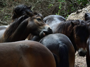  Divocí koně v hradecké lokalitě Na Plachtě poprvé vstupují do lesa.