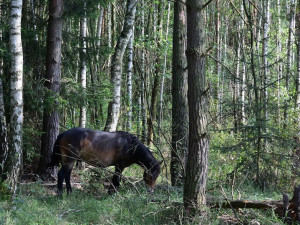  Divocí koně v hradecké lokalitě Na Plachtě poprvé vstupují do lesa.