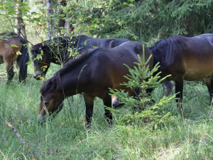 FOTO: Divocí koně v hradecké lokalitě Na Plachtě poprvé vstupují do lesa