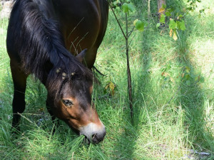  Divocí koně v hradecké lokalitě Na Plachtě poprvé vstupují do lesa.
