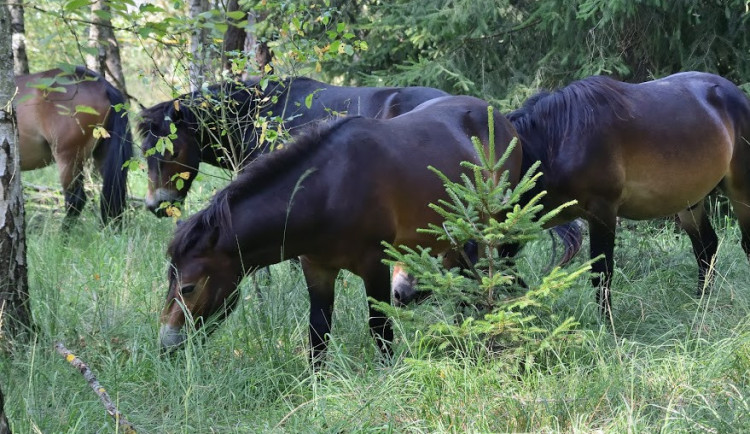  Divocí koně v hradecké lokalitě Na Plachtě poprvé vstupují do lesa.