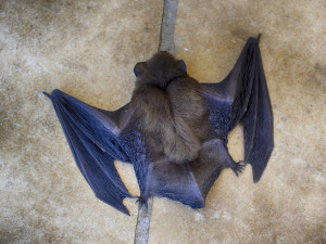 VIDEO: Brňance se do obýváku nastěhovalo více než 160 netopýrů