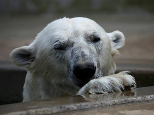 V brněnské zoo zemřel lední medvěd Umca