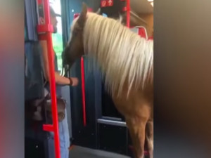 VIDEO: Pasažér nastoupil do rakouského vlaku i s koněm, byli vykázáni