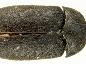 Vědci našli u soutoku Moravy a Dyje nového brouka, dostal jméno kožojed moravský
