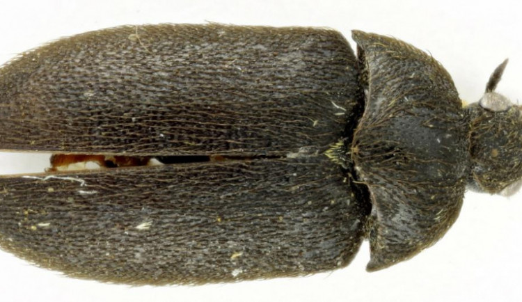 Vědci našli u soutoku Moravy a Dyje nového brouka, dostal jméno kožojed moravský.