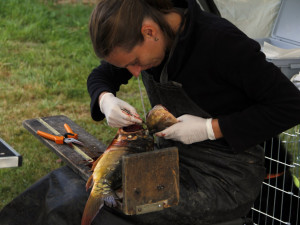 Odebírání vzorků.