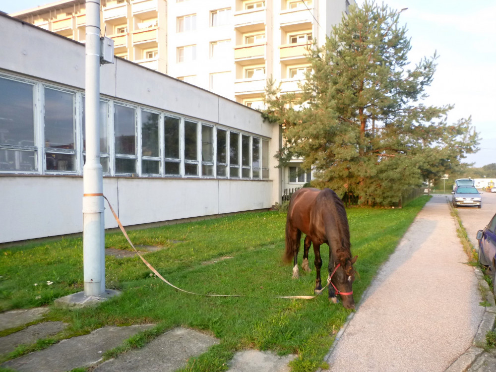 Kůň utekl z ohrady, procházel se kolem Hvízdala.