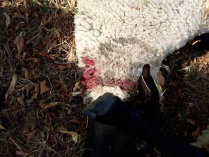 Snímek zabité ovce