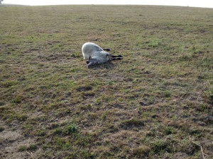 Snímek zabité ovce