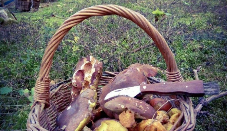 Deset rad, jak houbám prodloužit život