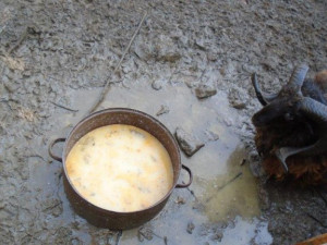 Chovatel v Jinonicích choval ovce v nevhodných podmínkách, maso možná putovalo do restaurace