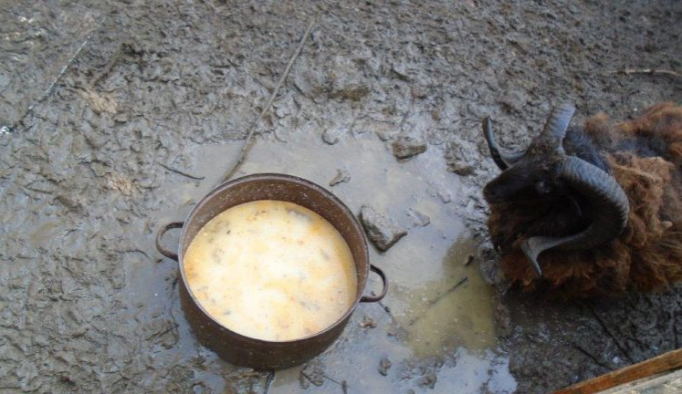 Chovatel v Jinonicích choval ovce v nevhodných podmínkách, maso možná putovalo do restaurace.
