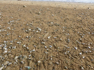 V Mrhalu jsou miliony škeblí.