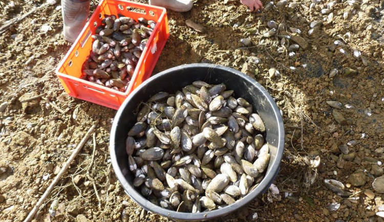 V Mrhalu jsou miliony škeblí.