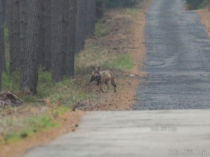 Fotograf zachytil vlka s bohatým úlovkem poblíž Doks