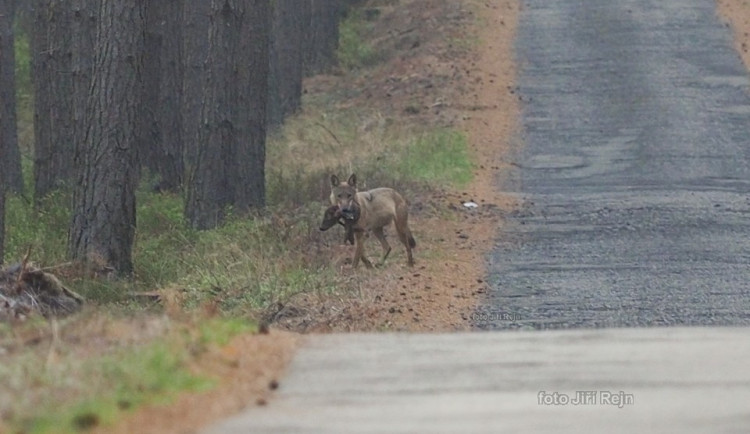 Snímek vlka, který ulovil prase od Jiřího Rejna.