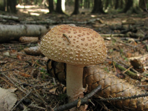 Čtyři lidé se otrávili muchomůrkou tygrovanou. Skončili na ARO a JIP jihlavské nemocnice