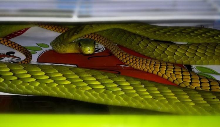 Mamba zelená.