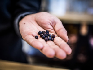 Brňan se rozhodl splnit si sen. Skončil v práci, prodal dům a postavil palírnu prvotřídního ginu.